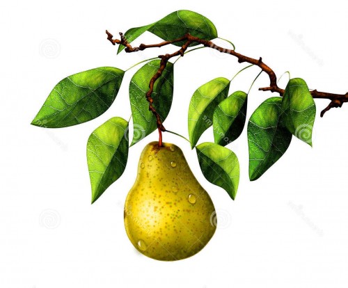 pera-sul-ramo-di-albero-38565309.jpg